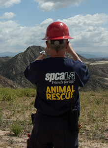 Man wearing dark shirt with white spcaLA logo and yellow Animal Rescue text and red hard hat helmet looking looking out at hills in front of him